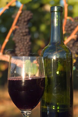 Glass and bottle of Pinot Noir wine in vineyard  Sherwood Oregon USA  Willamette Valley