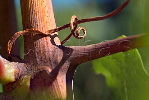 Tendril wrapped around stalk of Pinot Noir vine at Adelsheim Vineyards  Newberg Oregon USA  Willamette Valley