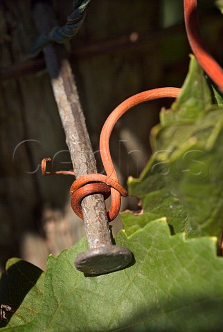 Vine wrapped around a nail at Adelsheim Vineyards  Newberg Oregon USA  Willamette Valley