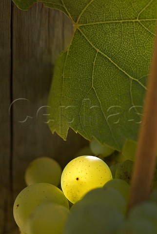 Sunlight on Pinot Blanc grape Bryan Creek Vineyard of Adelsheim Vineyards  Newberg Oregon USA  Willamette Valley