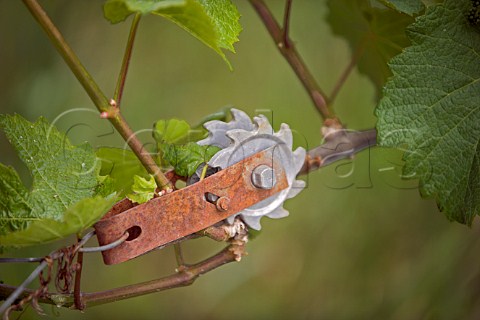 Wire tightener and Pinot Noir vine at Van Duzer Vineyards Winery  Dallas Oregon USA  Willamette Valley