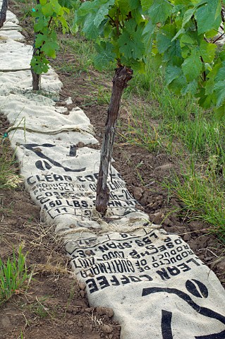 Burlap coffee bags used for weed control at Witness Tree Vineyard  Salem Oregon USA  Willamette Valley
