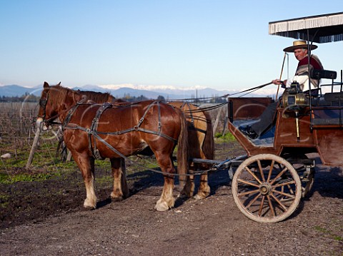 Luchito a huaso horse and coach driver at Viu Manent winery Colchagua Valley Chile