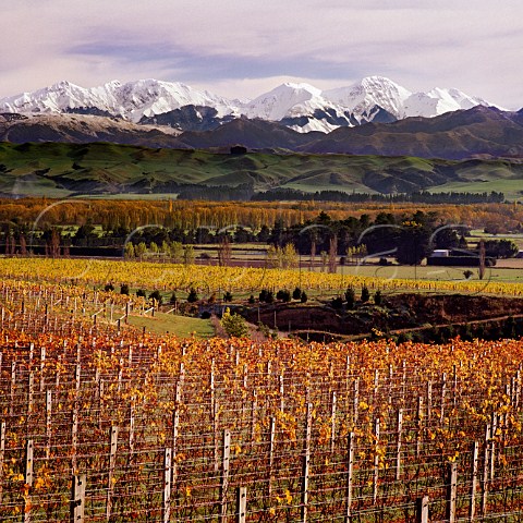 Vineyards of Mount Beautiful on the southern terraces of the Waiau River with snow on the Seaward Kaikoura Range beyond   Near Cheviot North Canterbury New Zealand  Cheviot Hills
