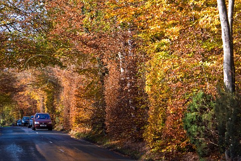 Autumn colours near Crockham Hill Kent