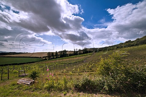 Dramatic clouds over Adgestone Vineyard  Sandown Isle of Wight England