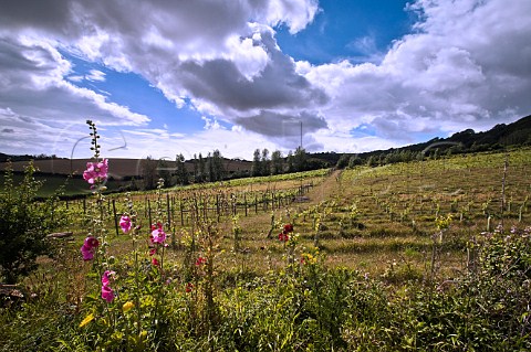 Dramatic clouds over Adgestone Vineyard Sandown Isle of Wight England