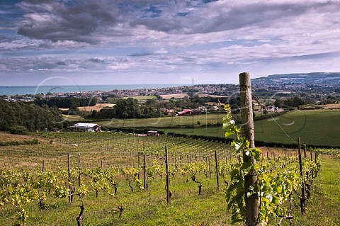 Adgestone Vineyard with the English Channel in the distance  Sandown Isle of Wight England