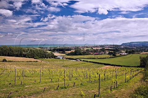 Adgestone Vineyard with the English Channel in the distance  Sandown Isle of Wight England