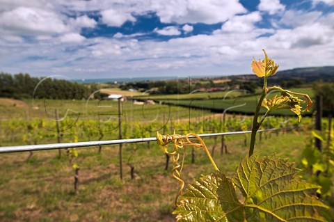 Young vine shoots above Adgestone Vineyard with the English Channel in the distance  Sandown Isle of Wight England