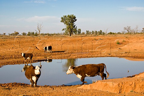 Cattle at waterhole White Cliffs New South Wales Australia