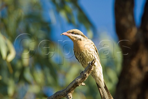 Spinycheeked Honeyeater Ourimpere Waterhole Currawinya National Park Queensland Australia