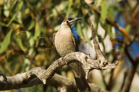 Little Friarbird Ourimpere Waterhole Currawinya National Park Queensland Australia