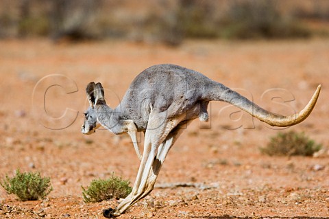 Grey Kangaroo hopping Queensland Australia