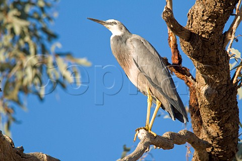 Whitefaced Heron Diamantina River Birdsville Queensland Australia