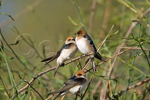 Fairy Martins Diamantina River Birdsville Queensland Australia