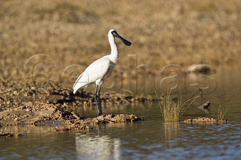 Royal Spoonbill Diamantina River Birdsville Queensland Australia