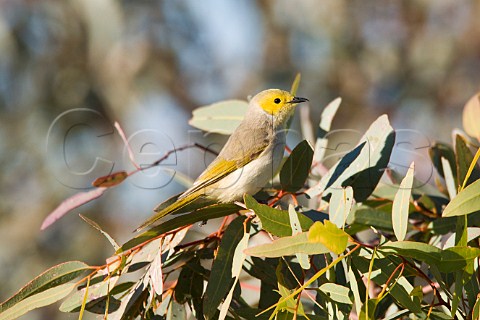 Whiteplumed Honeyeater Diamantina River Birdsville Queensland Australia