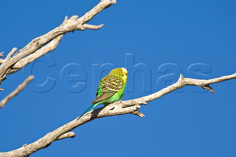 Budgerigar perching on branch Diamantina River Birdsville Queensland Australia