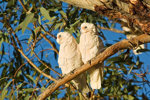 Pair of Little Corellas Minkie Waterhole Cooper Creek South Australia