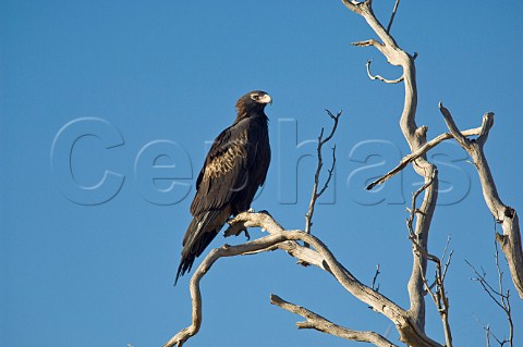 Wedgetailed Eagle Sturt National Park New South Wales Australia