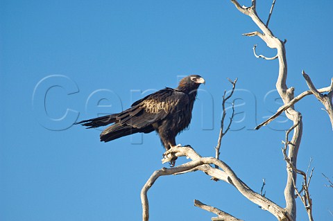 Wedgetailed Eagle Sturt National Park New South Wales Australia