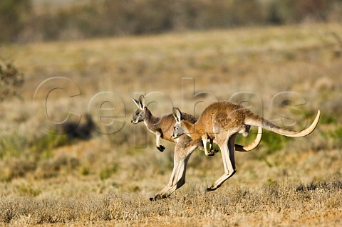 Red Kangaroos hopping Sturt National Park New South Wales Australia