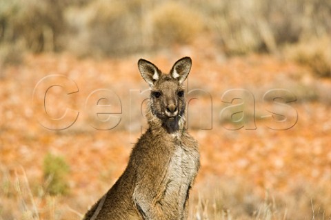 Eastern Grey Kangaroo Sturt National Park New South Wales Australia