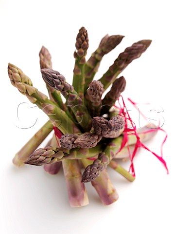 Bunch of English asparagus spears