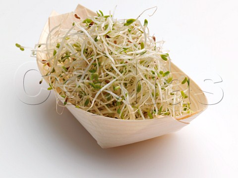 Alfalfa bean sprouts