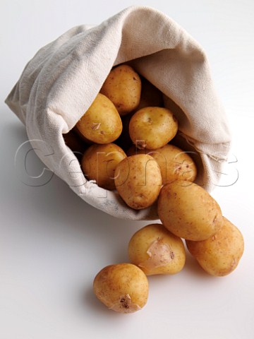 Jersey potatoes in sack on a white background