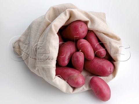 Roseval potatoes in sack on a white background