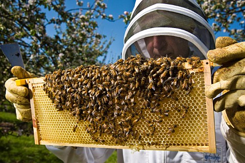 Beekeeper checking his honey bees in a cider apple orchard Sandford  North Somerset England