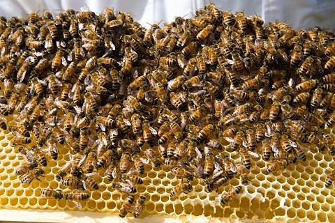 Honey bees and honeycomb at a cider apple orchard Sandford North Somerset England