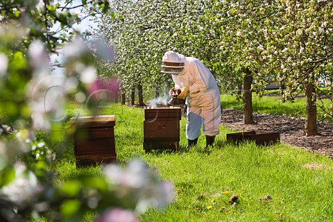 Beekeeper with a smoker checking his Honey Bees and Beehives in a Cider Apple Orchard Sandford  North Somerset England