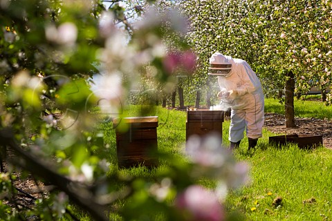 Beekeeper with a smoker checking his Honey Bees and Beehives in a Cider Apple Orchard Sandford  North Somerset England