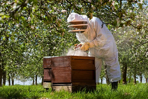 Beekeeper with a smoker checking his Honey Bees and Beehives in a Cider Apple Orchard Sandford  North Somerset England