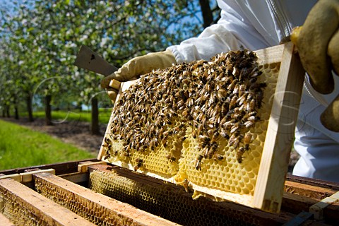 Beekeeper checking his honey bees and beehives in a cider apple orchard Sandford  North Somerset England