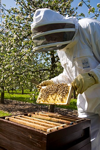 Beekeeper checking his honey bees and bee hives in a cider apple orchard Sandford  North Somerset England