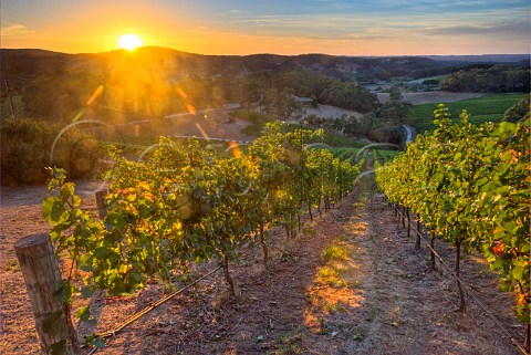 Sunrise over Summertown vineyard Pinot Noir of Tapanappa on Mount Bonython   Summertown South Australia   Adelaide Hills