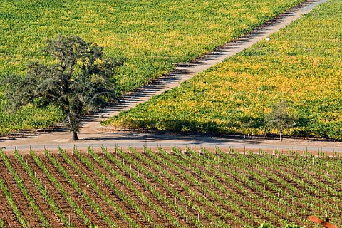 Vineyards of Kunde Estate Kenwood Sonoma Valley California