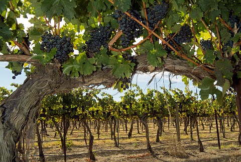 Cabernet Sauvignon grapes in vineyard of Kestrel Vintners Prosser Washington USA  Yakima Valley