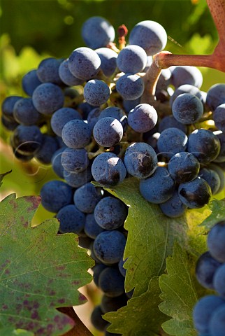 Cabernet Sauvignon grapes in vineyard of Kestrel Vintners Prosser Washington USA  Yakima Valley