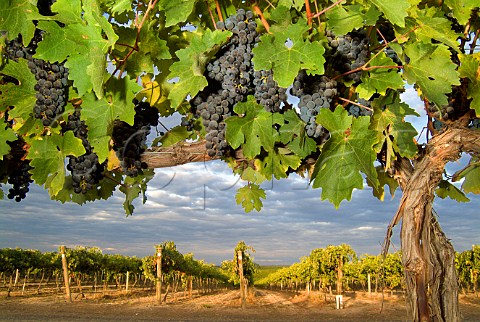Cabernet Sauvignon grapes in vineyard of Kestrel Vintners Prosser Washington USA   Yakima Valley