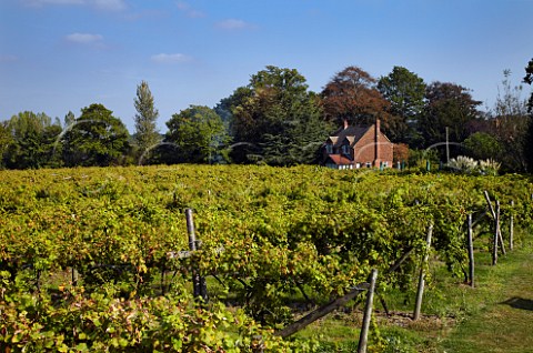 Gutenborner vineyard and cottage of Carr Taylor at Westfield near Hastings Sussex England