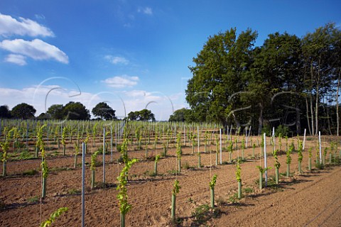 New Bacchus vineyard of Carr Taylor    Westfield near Hastings Sussex England
