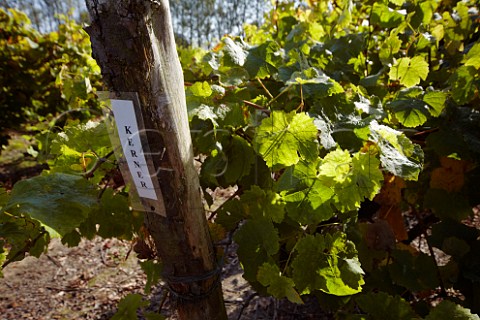 Strainer post in Kerner vineyard of Carr Taylor    Westfield near Hastings Sussex England