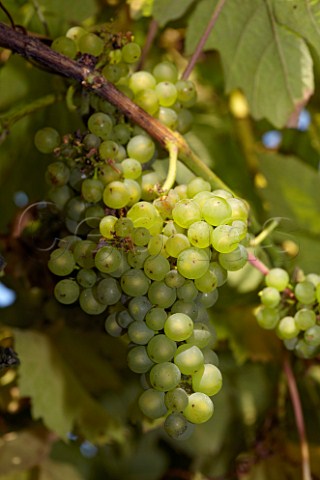 Kerner grapes in vineyard of Carr Taylor  Westfield near Hastings Sussex England