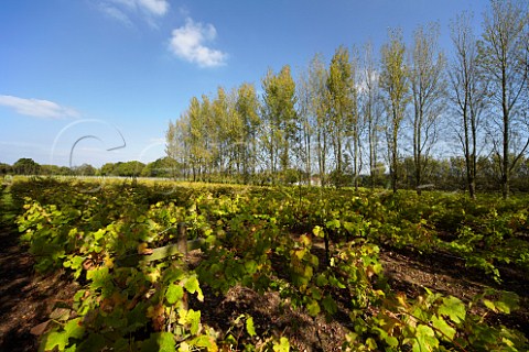 MllerThurgau vineyard of Carr Taylor with windbreak of Lombardy Poplars  Westfield near Hastings Sussex England