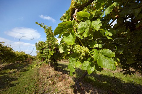 Gutenborner grapes in vineyard of Carr Taylor  Westfield near Hastings Sussex England